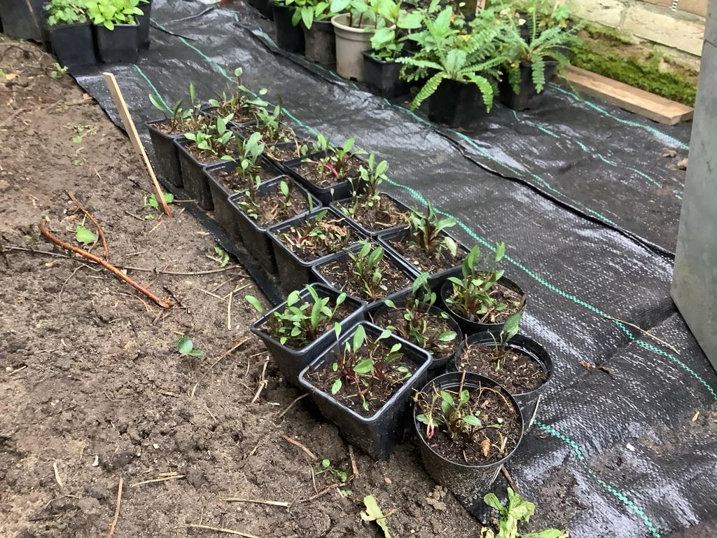 Herfstaster in p9 potje, Volle zon, Vaste plant, Herfst, Ophalen