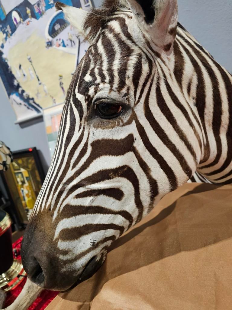 Zebra opgezette kop, Ophalen