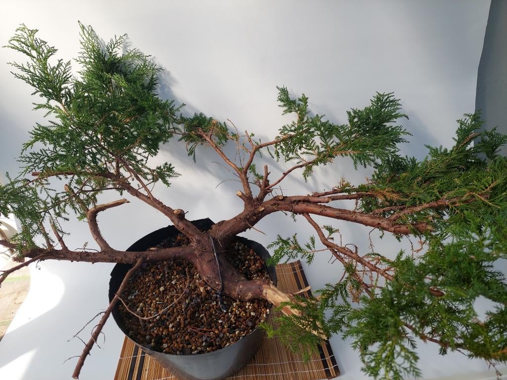 Bonsai-pre juniperus, Ophalen