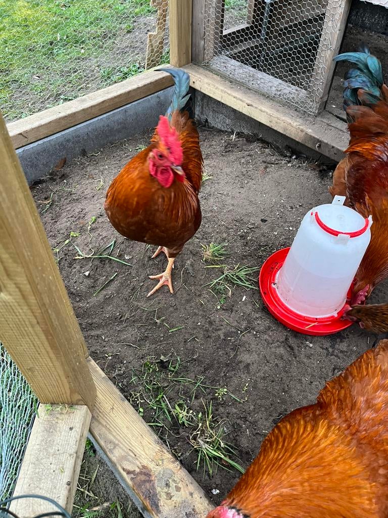 Haan, Dieren en Toebehoren, Mannelijk, Kip