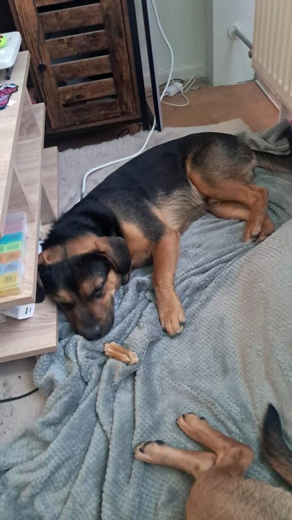 Een lieve hond die heel waaks is., 15 weken tot 1 jaar, Reu, Eén hond, Nederland