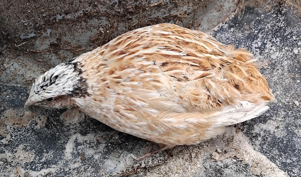 Japanse kwartels hanen, Meerdere dieren, Overige soorten