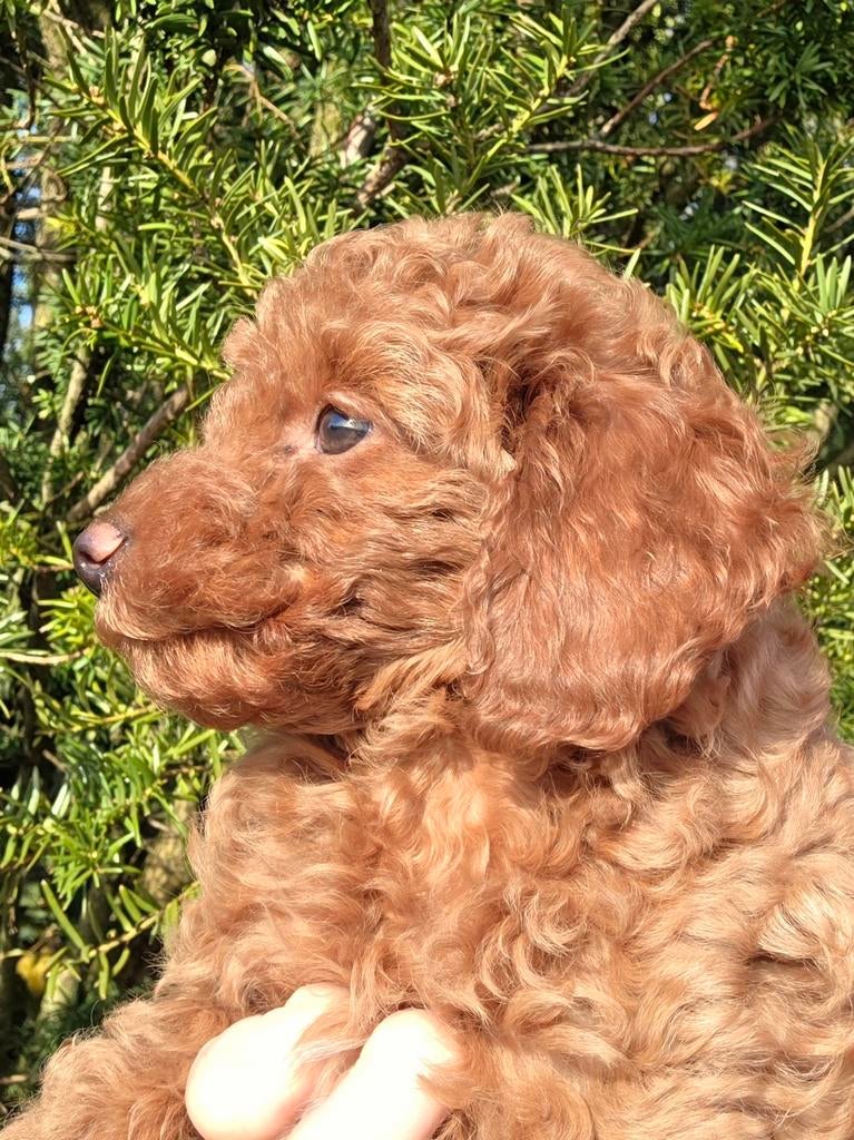 Toypoedel pups, Dieren en Toebehoren, Poedel, Parvo, 8 tot 15 weken, Meerdere