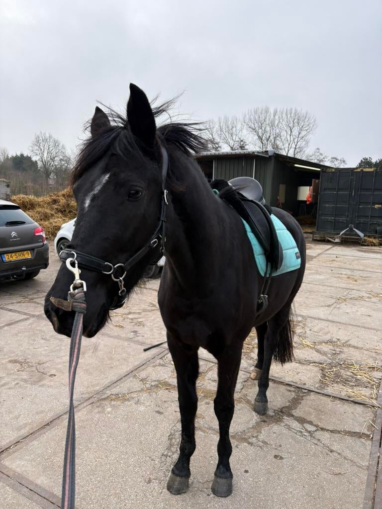 Te lease volledige of half, Ophalen of Verzenden