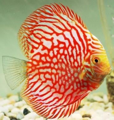 Discus golden Pantera Leopard ca 14 cm