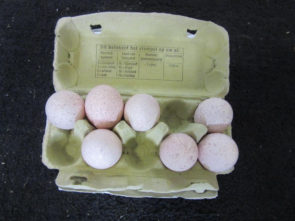 broedeieren Ronquières-kalkoen, Geslacht onbekend, Kalkoen