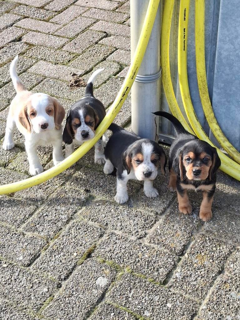 Zeer schattige Beagle x Cocker Spaniel pups puppy's, Parvo, Beagle, 8 tot 15 weken, Meerdere