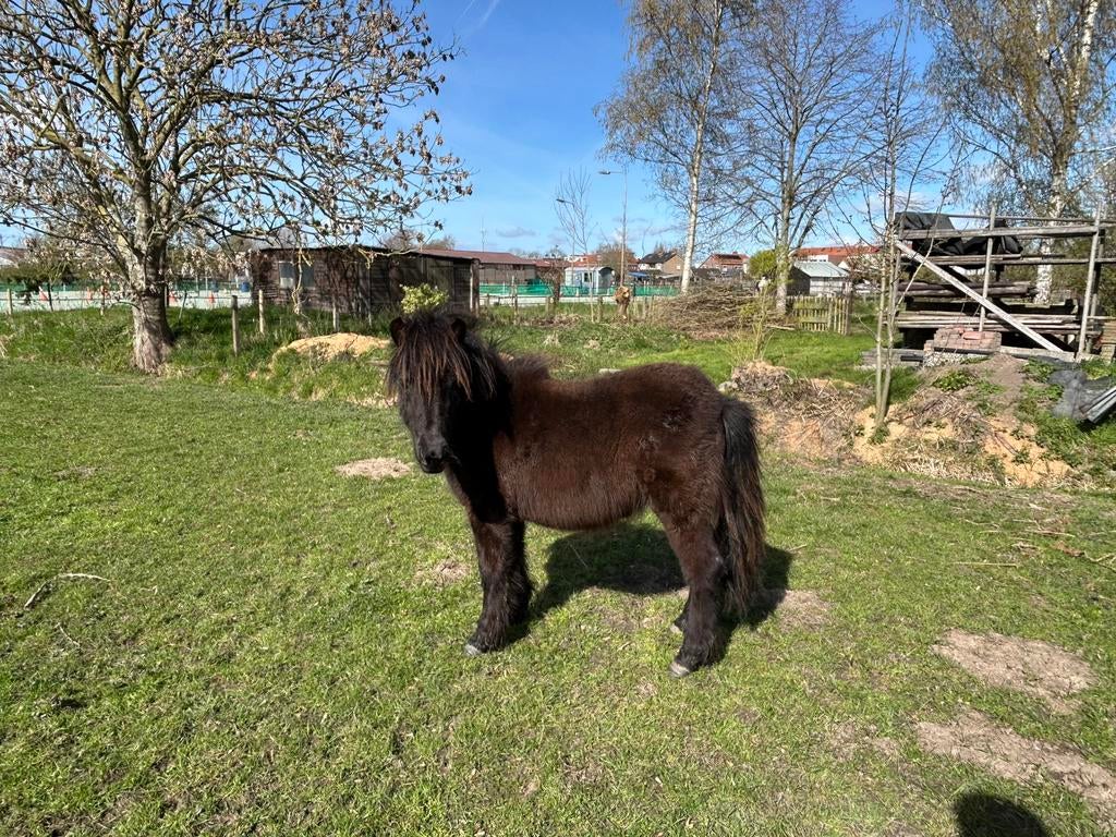 Te koop zwarte shetland merrie, Dieren en Toebehoren, Pony's, Merrie, Niet van toepassing, 0 tot 2 jaar, A pony (tot 1.17m)