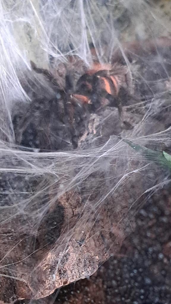 Davus pentaloris vrouw 2024 met Exo Terra Terrarium, Dieren en Toebehoren, Insecten en Spinnen, Spin of Schorpioen