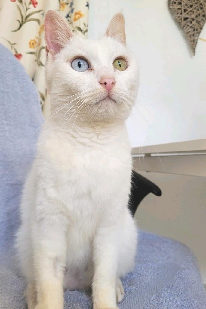 Lieve kat Blanca (doof), Dieren en Toebehoren, 6 jaar of ouder