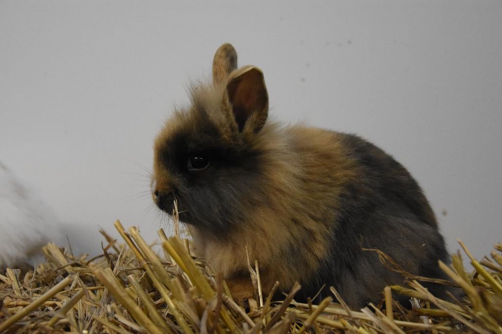 Lieve dwergkonijnen | Ruime keuze | Jonge konijnen, Dieren en Toebehoren, Konijnen, Meerdere dieren, Dwerg, 0 tot 2 jaar