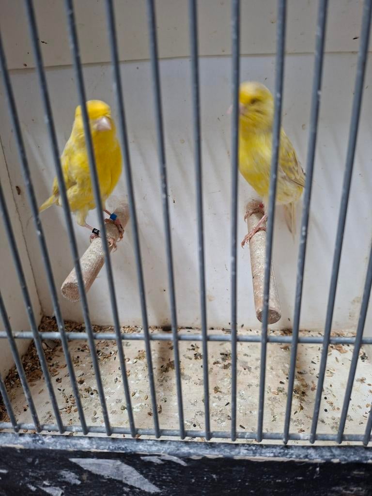 Satinet kanaries, Meerdere dieren, Kleurkanarie