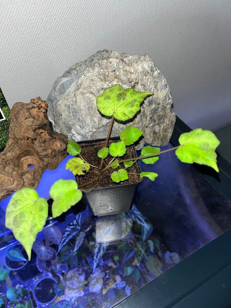 Begonia Padang Lawas, Huis en Inrichting, Kamerplanten, Ophalen of Verzenden, Halfschaduw, Minder dan 100 cm