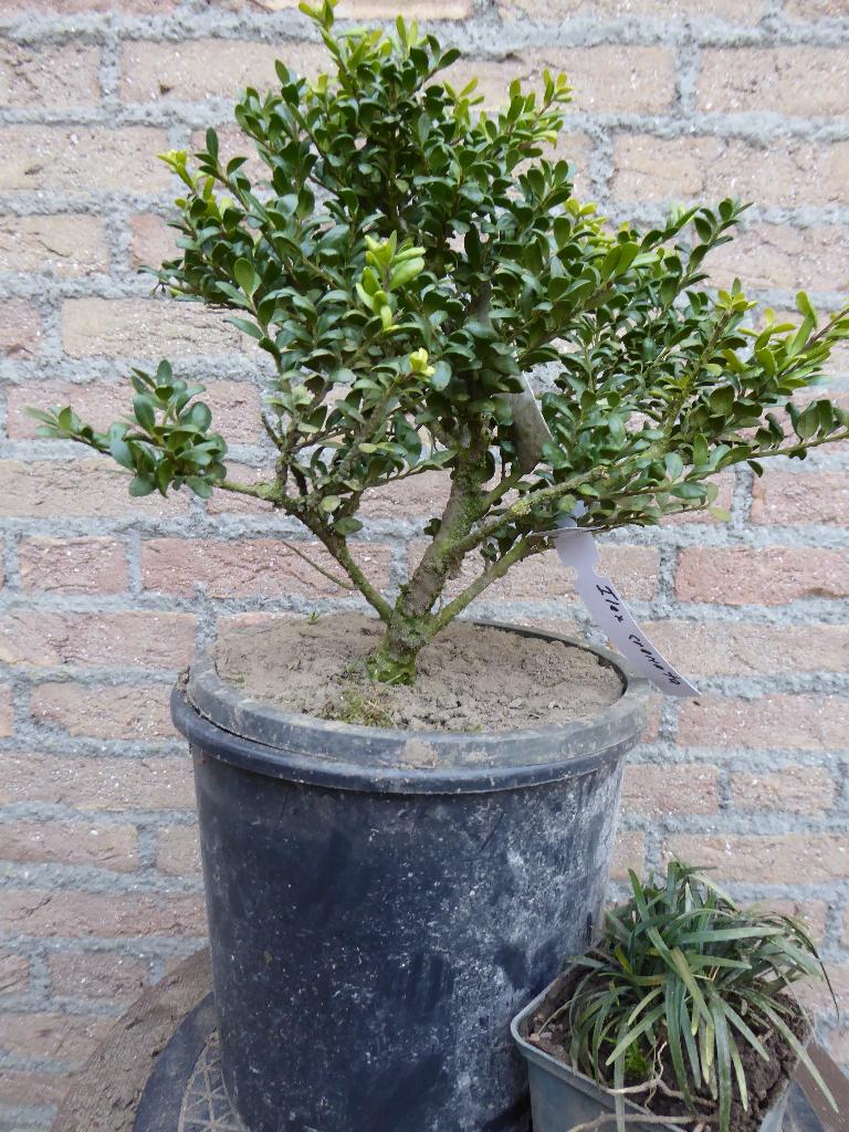 Bonsai: Ilex crenata, Tuin en Terras, Ophalen, Bloeit niet, Halfschaduw, Overige soorten
