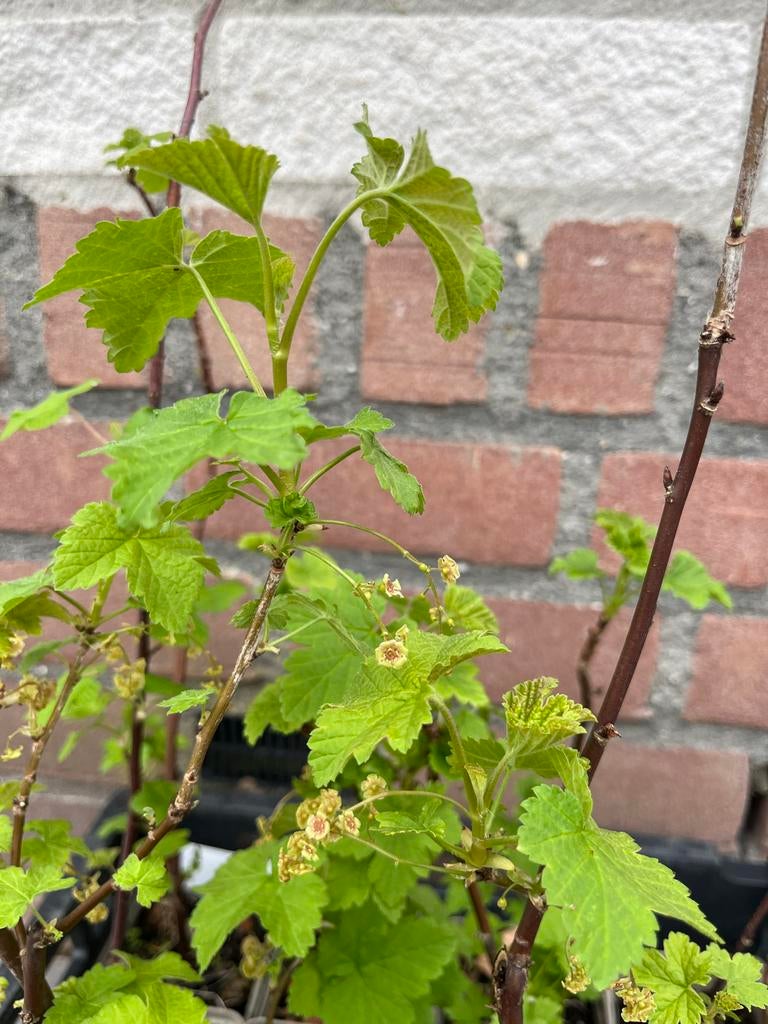 Biologische rode aalbes, Ophalen, Minder dan 100 cm, Lente, Overige soorten