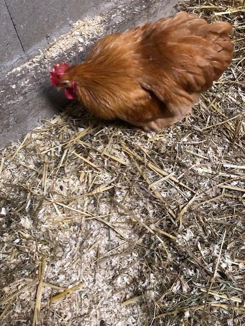 Cochin haan, Dieren en Toebehoren, Pluimvee, Mannelijk, Kip