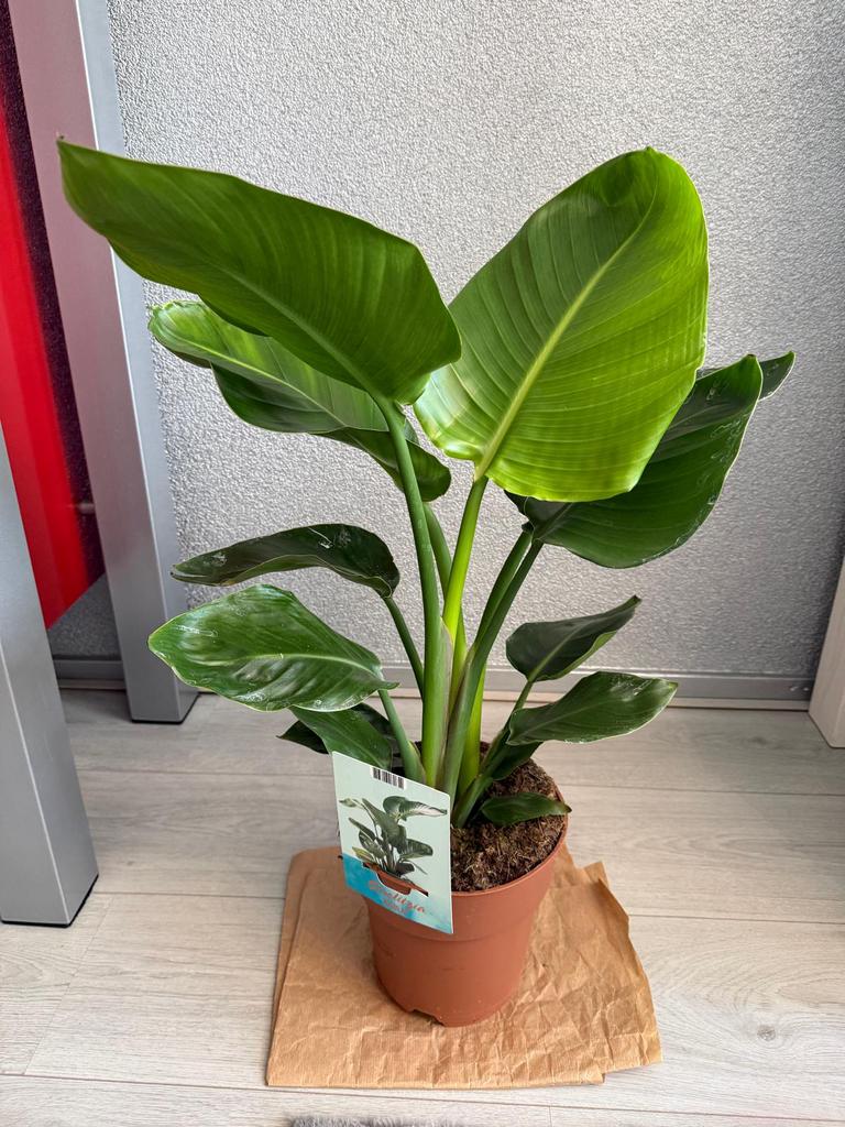 Strelitzia Nicolai, Huis en Inrichting, Kamerplanten, Ophalen, Halfschaduw, Minder dan 100 cm