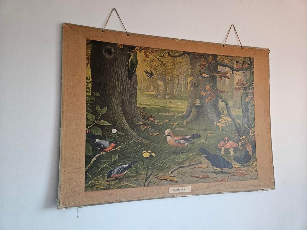 Antieke schoolplaat vogels 1924, Ophalen, Natuur en Biologie