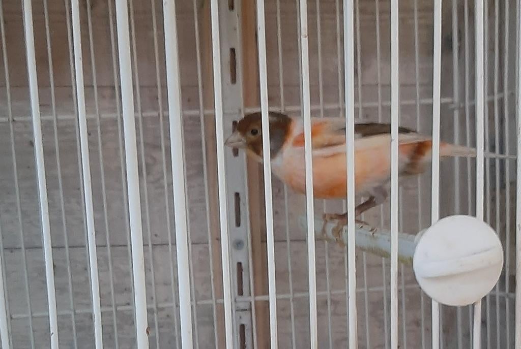 Te koop Harlekijn pop, Vrouwelijk, Postuurkanarie