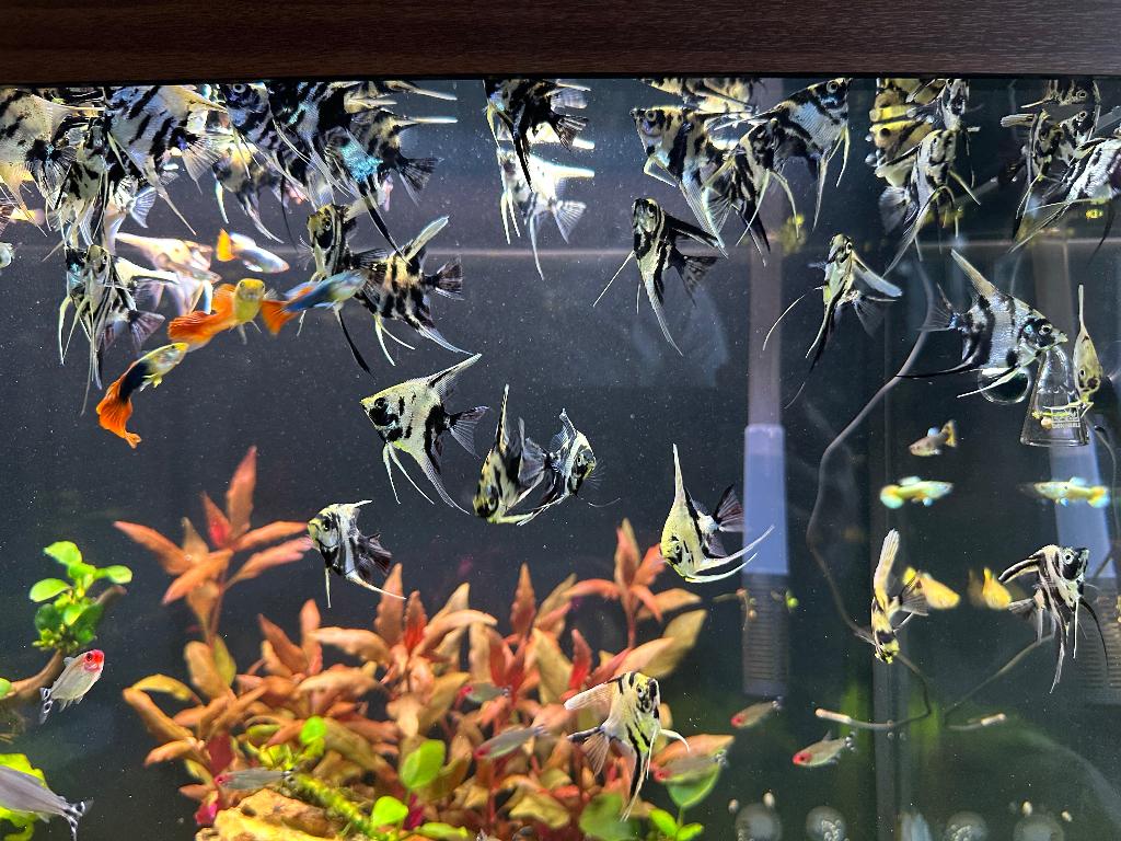 Angel Fish (maanvis) for sale, Dieren en Toebehoren, Vis, Zoetwatervis