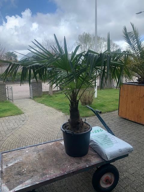 Trachy fortunei en  wagnerianus palmboom palmbomen palm, Tuin en Terras, Planten | Bomen, 100 tot 250 cm, Zomer, Palmboom, Ophalen