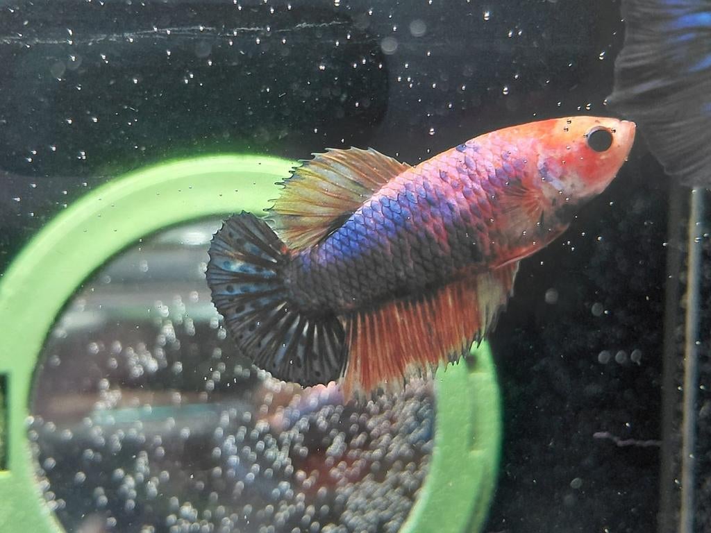 Halfmoon marble betta vrouw, Dieren en Toebehoren, Vis