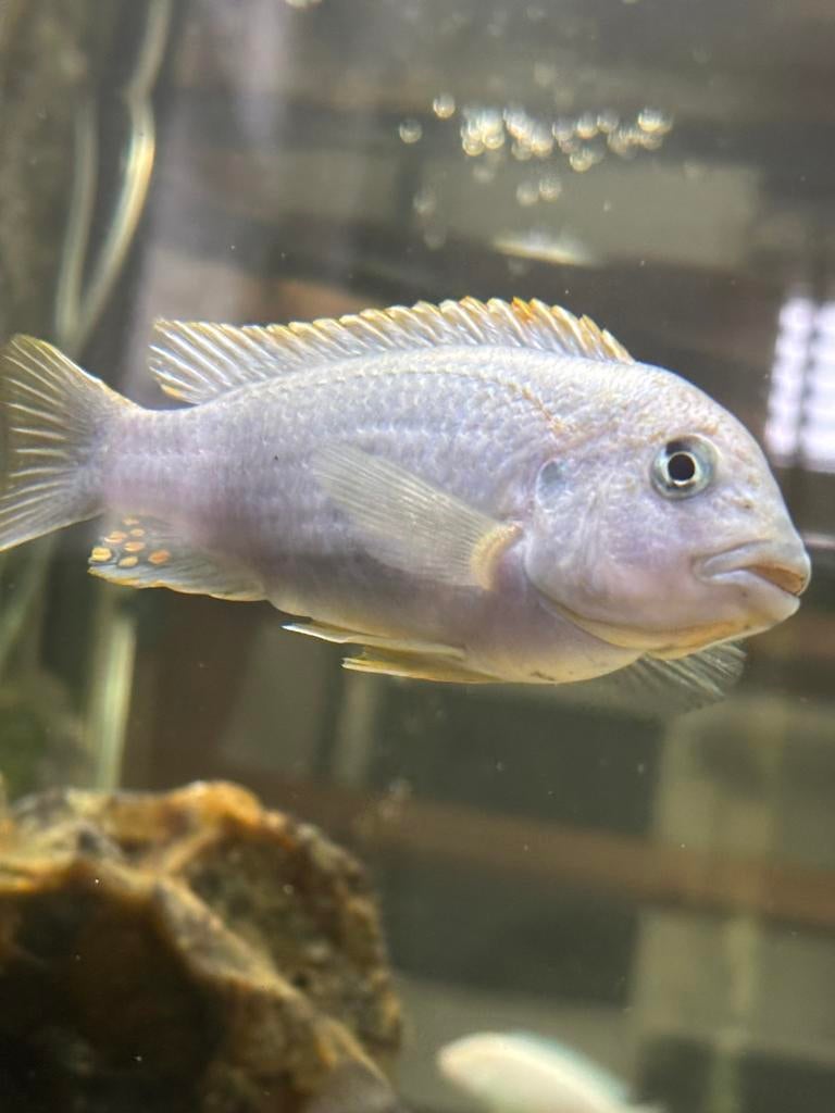 Cichlide, Vis, Zoetwatervis