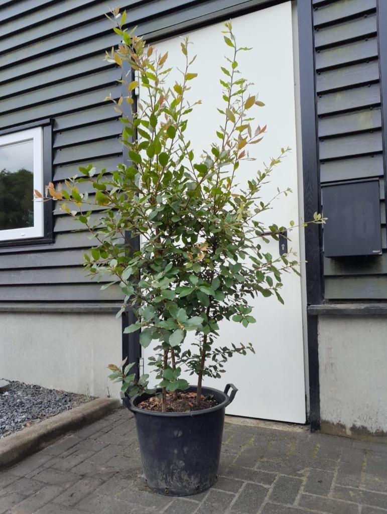 Quercus Ilex boom (meerstammig) 180+ (ACTIE! NU €125,-), In pot, Bloeit niet, Halfschaduw, 100 tot 250 cm