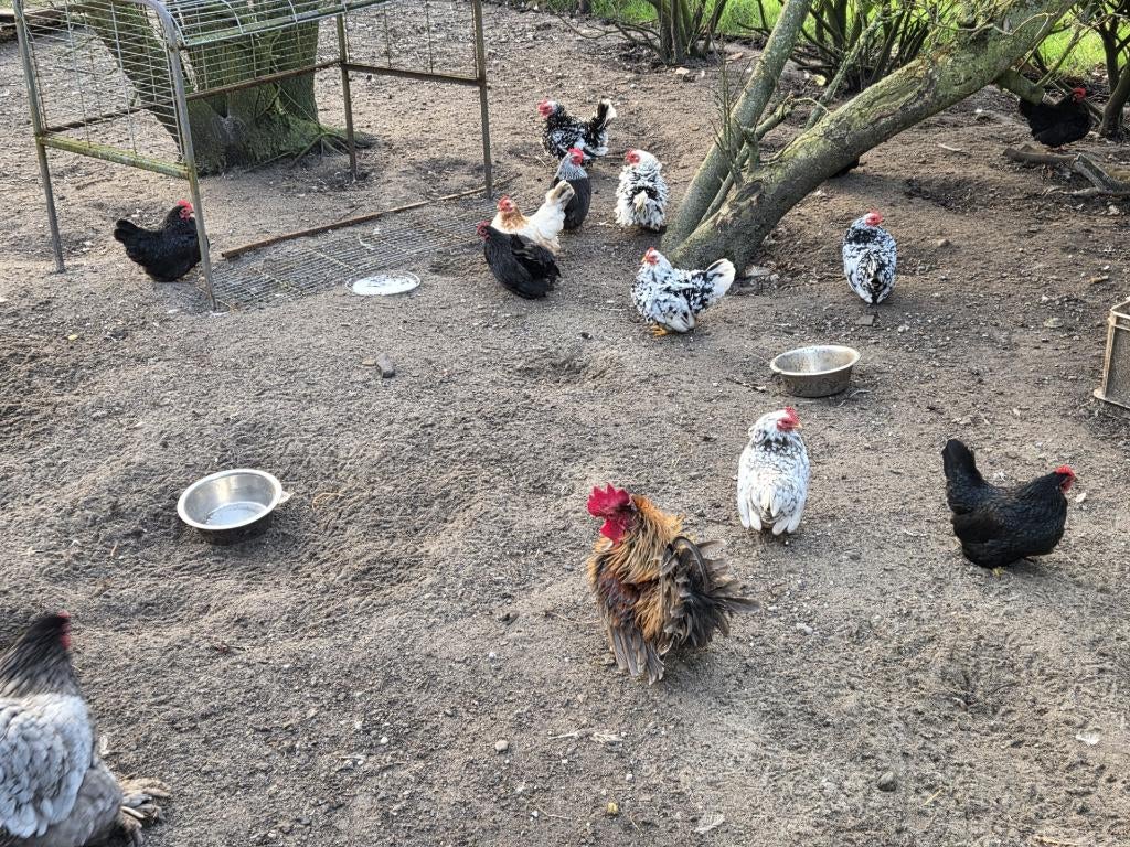 Chabo Kippen eitjes, Dieren en Toebehoren, Pluimvee, Kip, Geslacht onbekend