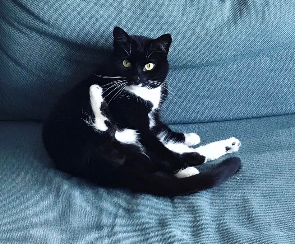 Gezocht; een lief rustig huisje voor een kattenmeisje, Dieren en Toebehoren, Katten en Kittens | Overige Katten, Poes, 6 jaar of ouder