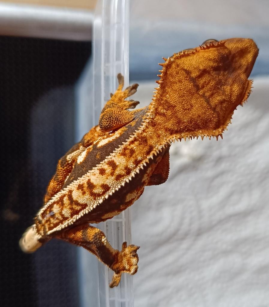 Tricolor wimpergekko nakweek 2025, Dieren en Toebehoren, Hagedis, 0 tot 2 jaar