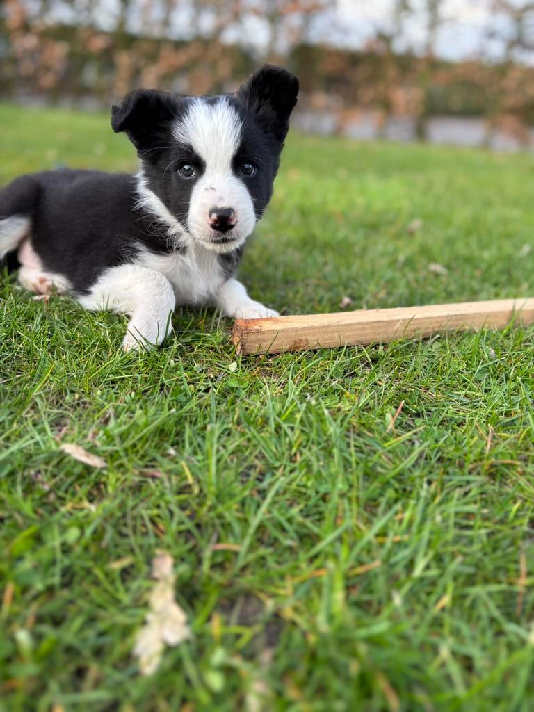 Border collie pups mogen het nest verlaten, Dieren en Toebehoren, 8 tot 15 weken, Collie, Parvo, Meerdere