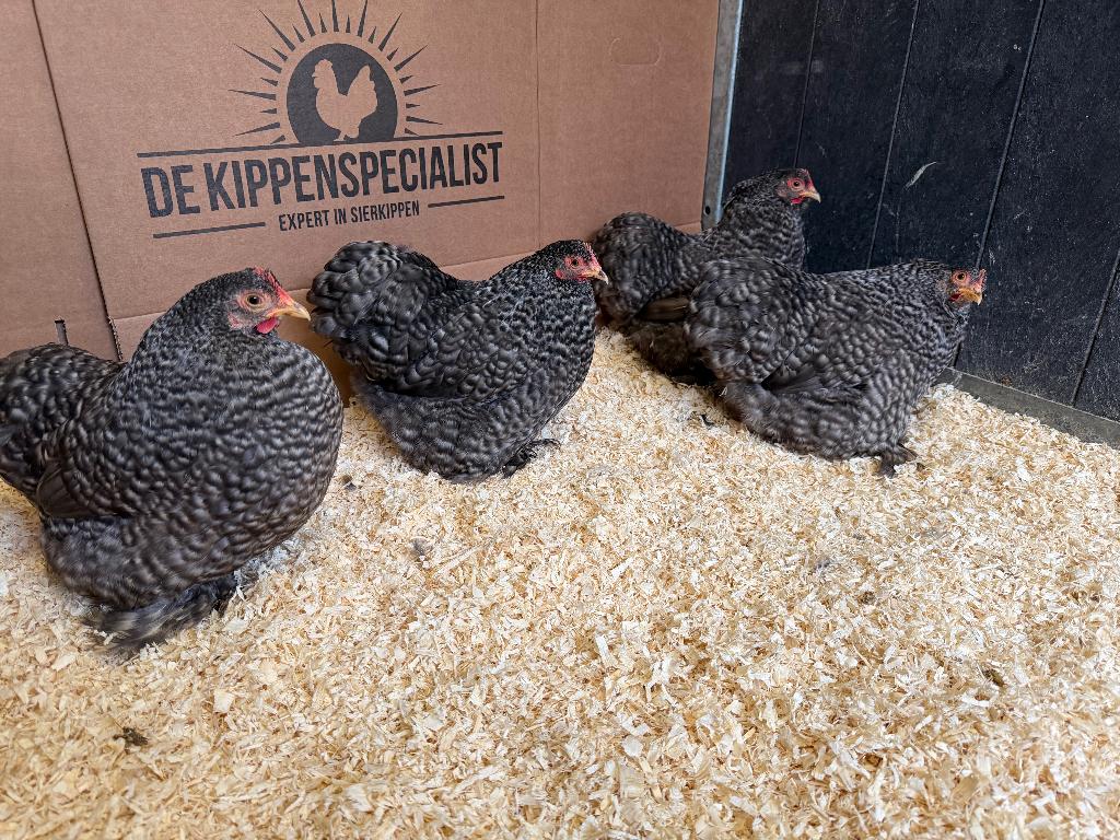 Jonge Cochin kriel koekoek patroon gesekst en ingeënt, Dieren en Toebehoren, Pluimvee, Vrouwelijk, Kip