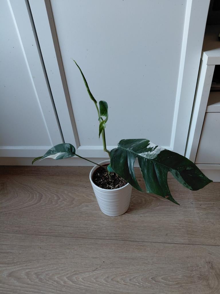 Epipremnum Pinnatum Variegata, Huis en Inrichting, Kamerplanten, Ophalen of Verzenden, Halfschaduw, Minder dan 100 cm