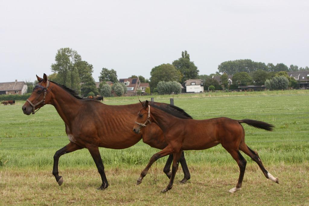 Elite fokmerrie met hengst veulen, Merrie, Met stamboom, M, Dressuurpaard