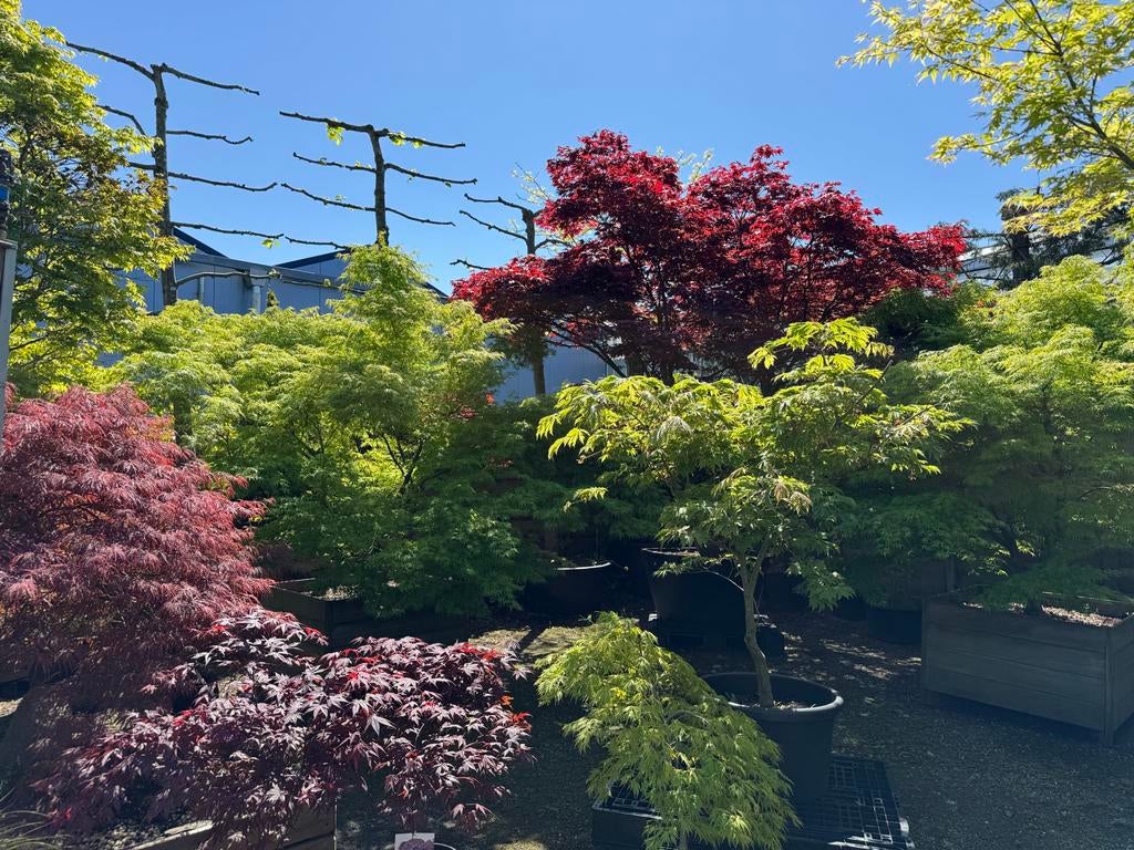 Japanse Esdoorns - 3 halen, 2 betalen!, Bloeit niet, Halfschaduw, Overige soorten, Minder dan 100 cm