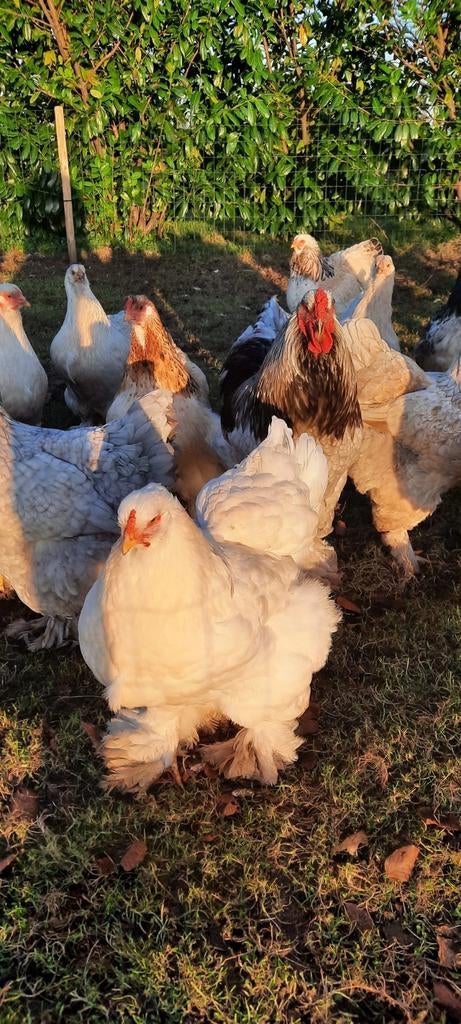 Prachtige Brahma groothoender broedeieren broedeitjes ei, Dieren en Toebehoren, Pluimvee, Vrouwelijk, Kip