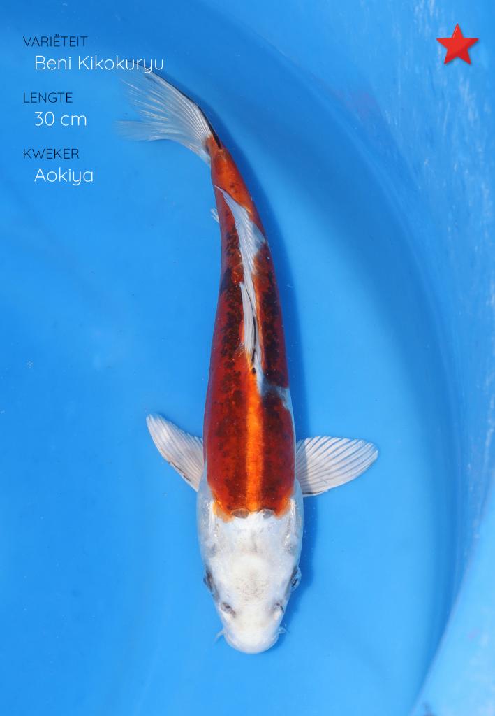 Japanse koi karper 31cm "Doitsu Beni Kikokuryu", Karper of Koi