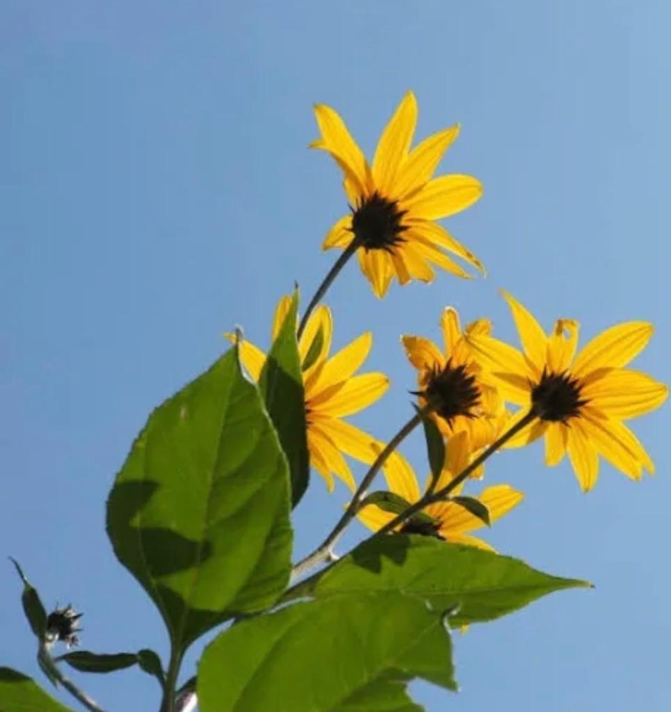===> Aardpeer topinamboer jeruzalemartisjok geel pluktuin <=, Tuin en Terras, Bloembollen en Zaden, Knol, Voorjaar, Volle zon