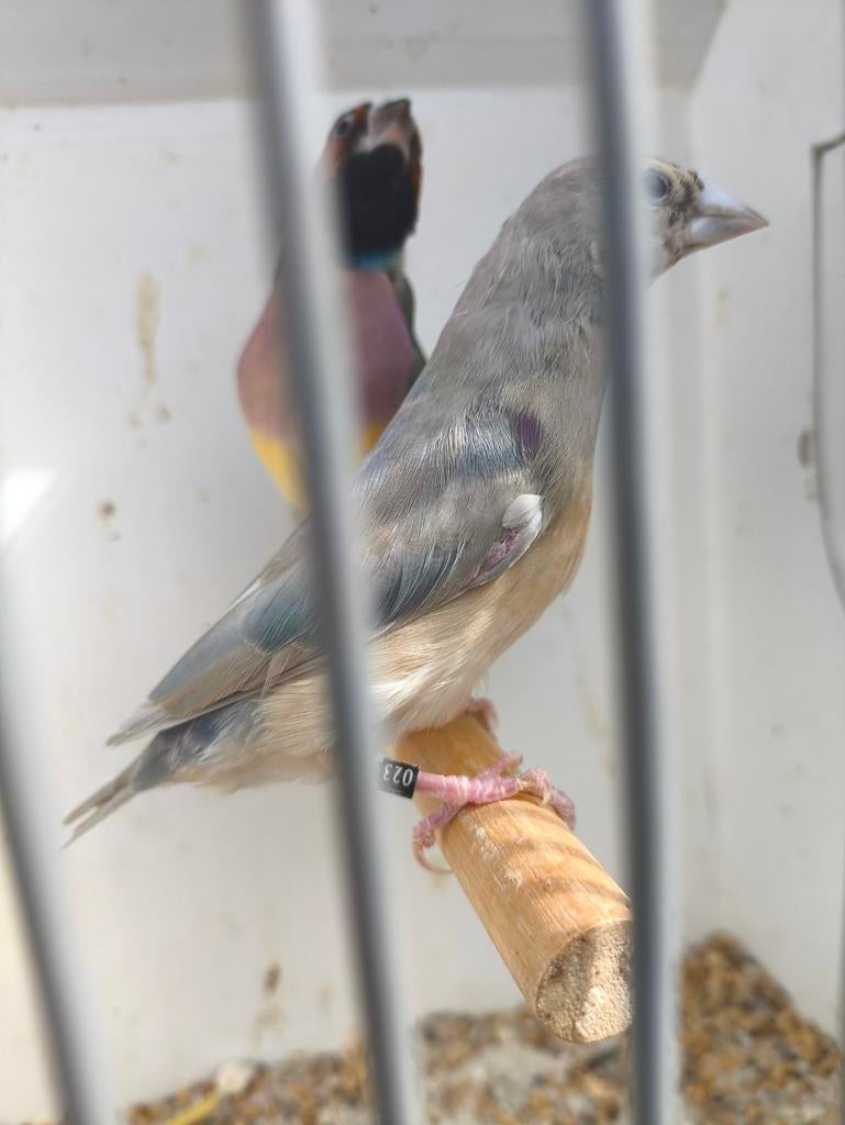 Koppel Gouldamadine, Meerdere dieren