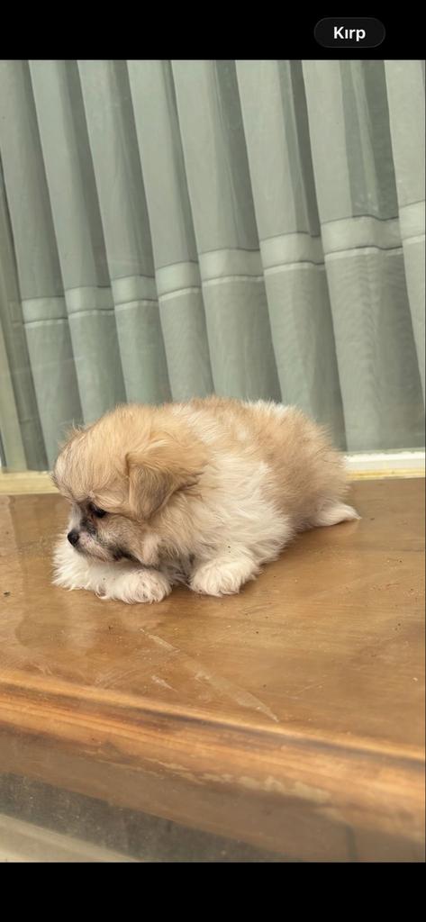 Puppies pomeriaan/havanezer te koop, Overige rassen, 8 tot 15 weken, Meerdere, Meerdere dieren