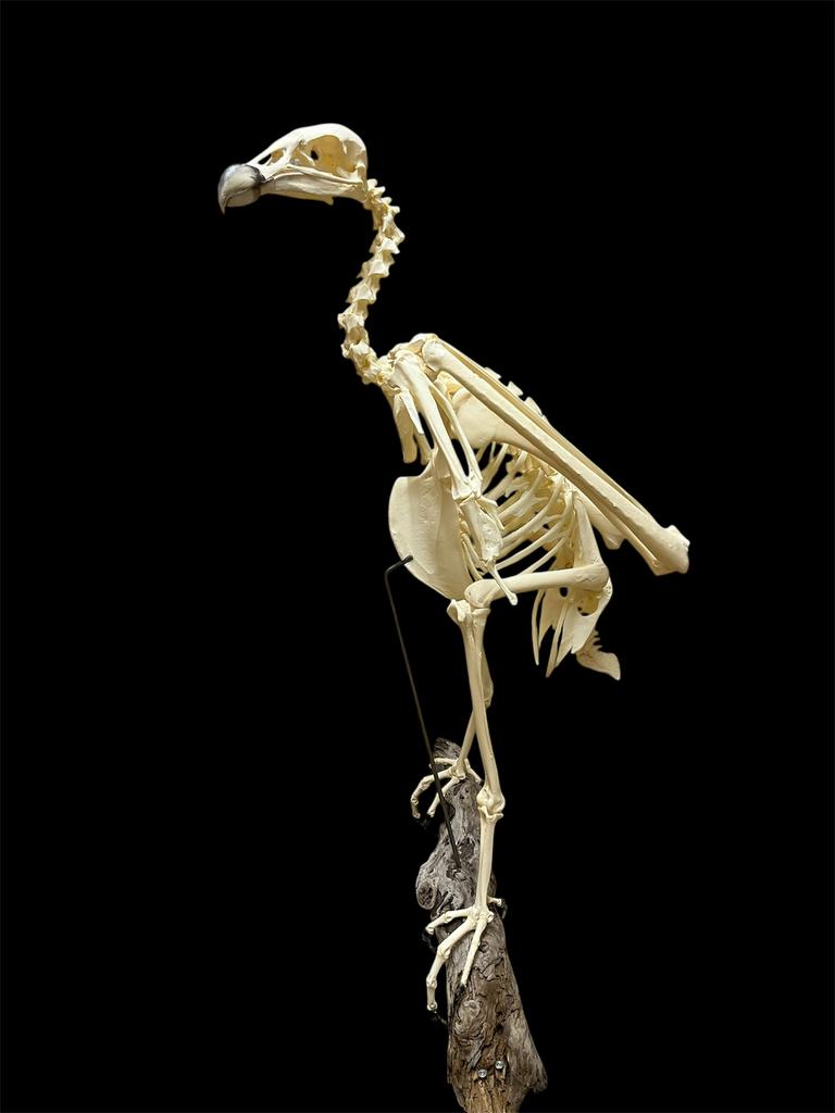 Schedel / Skelet Vultur gryphus, Ophalen, Nieuw, Vogel, Schedel