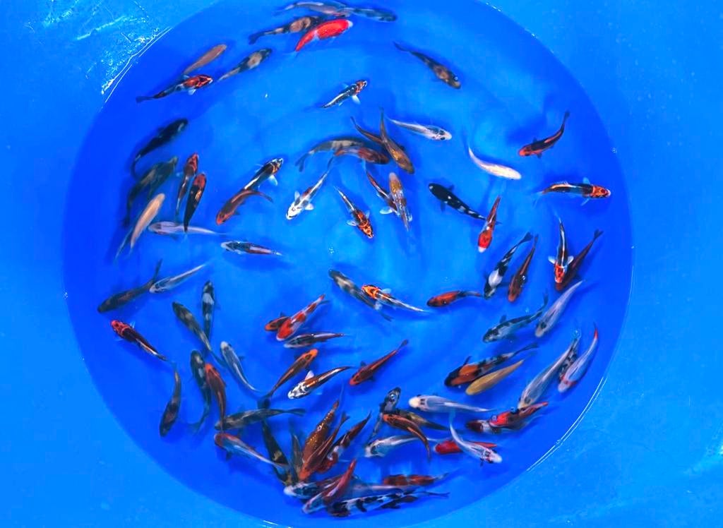 Tosai mmix 10/13cm.Kweker Otsuka, Karper of Koi
