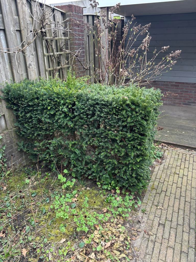 Twee taxushagen (gratis), Vaste plant, Bloeit niet, Halfschaduw, Ophalen