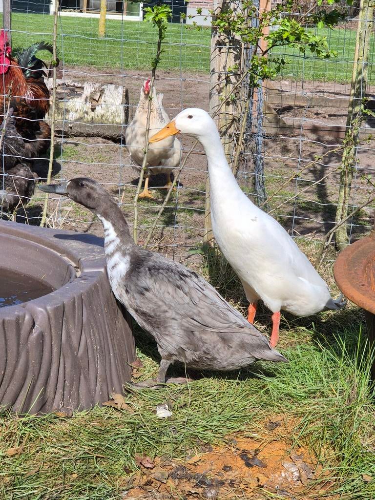 Koppel Indische loopeenden, Dieren en Toebehoren, Meerdere dieren, Eend
