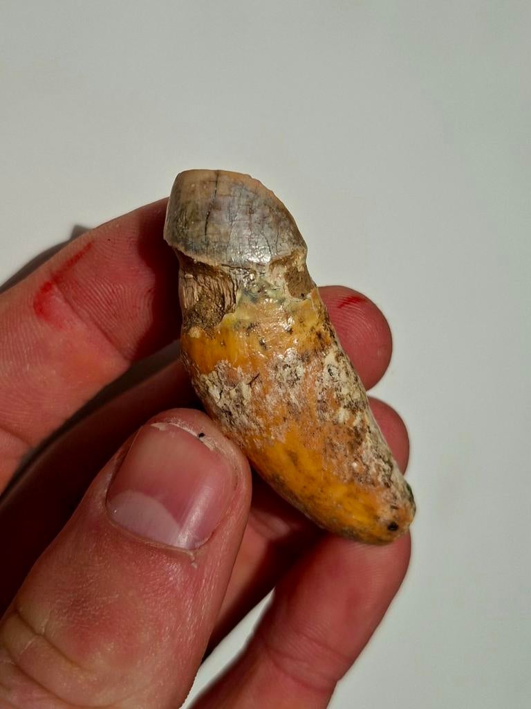 Hoektand grottenhyena fossiel België, Ophalen of Verzenden, Fossiel