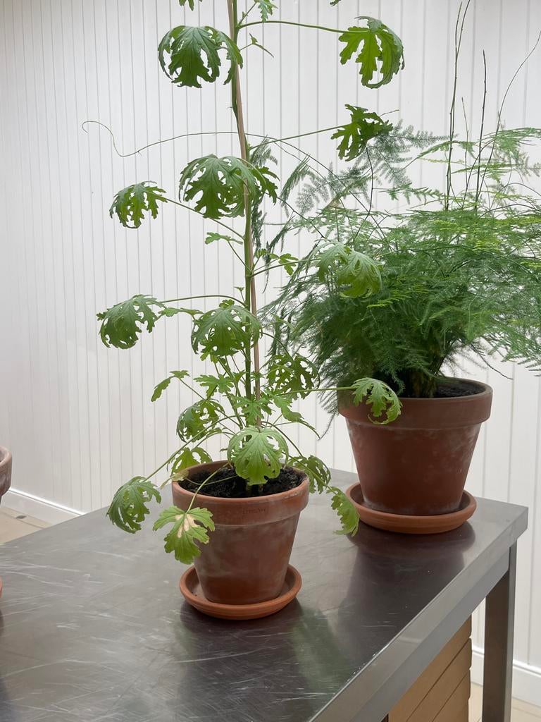 Twee planten, 5 euro, orchidee, citroen, Ophalen, Overige soorten, Volle zon