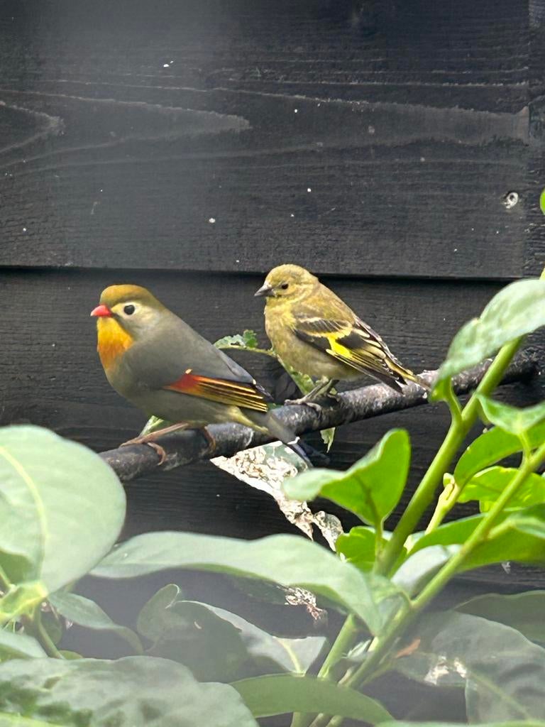 Japanse nachtegaal man, Mannelijk