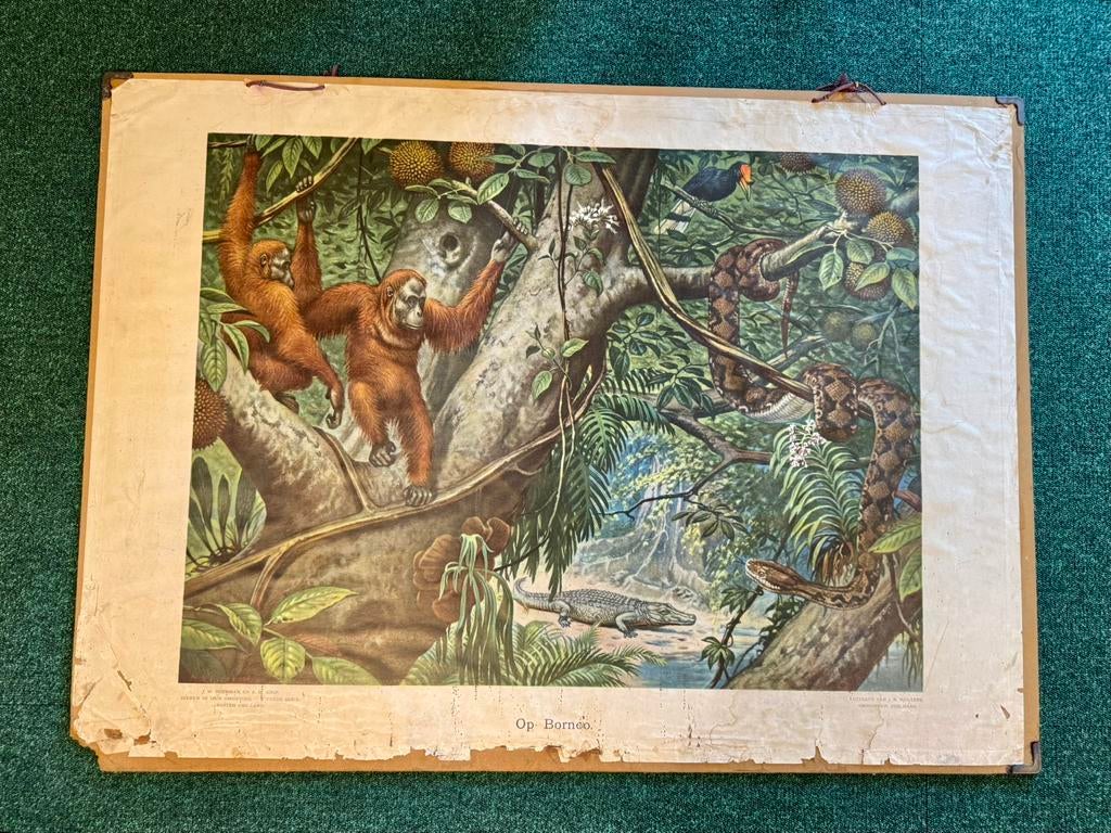 Oude schoolplaten, 8 stuks, Ophalen of Verzenden