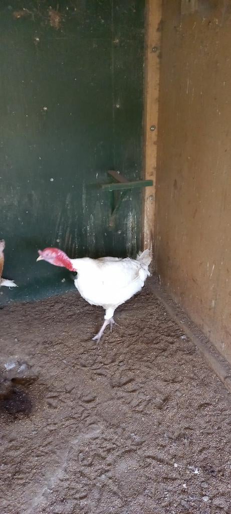 Broedeieren van albino rode ardenner kalkoen, Geslacht onbekend, Kalkoen